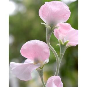 Meet your Posher, Mariya